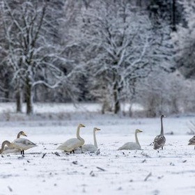 item_1095263_pic_1_contentwidth