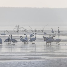 item_1098844_pic_1_contentwidth