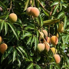 item_1098902_pic_1_contentwidth