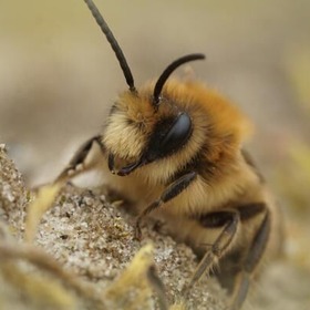 item_1098983_pic_1_contentwidth