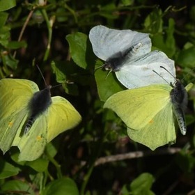 item_1098997_pic_1_contentwidth