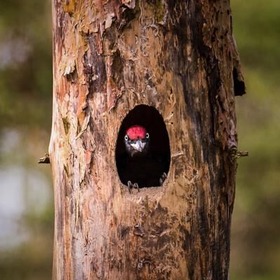 item_1102248_pic_1_contentwidth