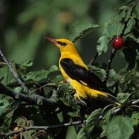 Foto: Dietmar Nill, Lizenz: Stiftung NaturSchutzFonds Brandenburg item_1102289_pic_1_contentwidth
