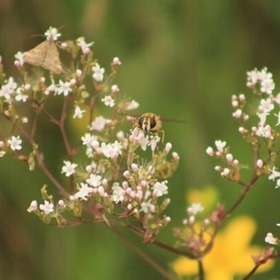 item_1116116_pic_1_contentwidth