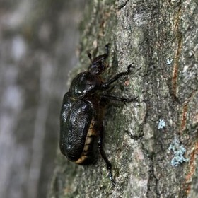 item_1116301_pic_1_contentwidth