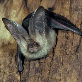 item_1116312_pic_1_contentwidth